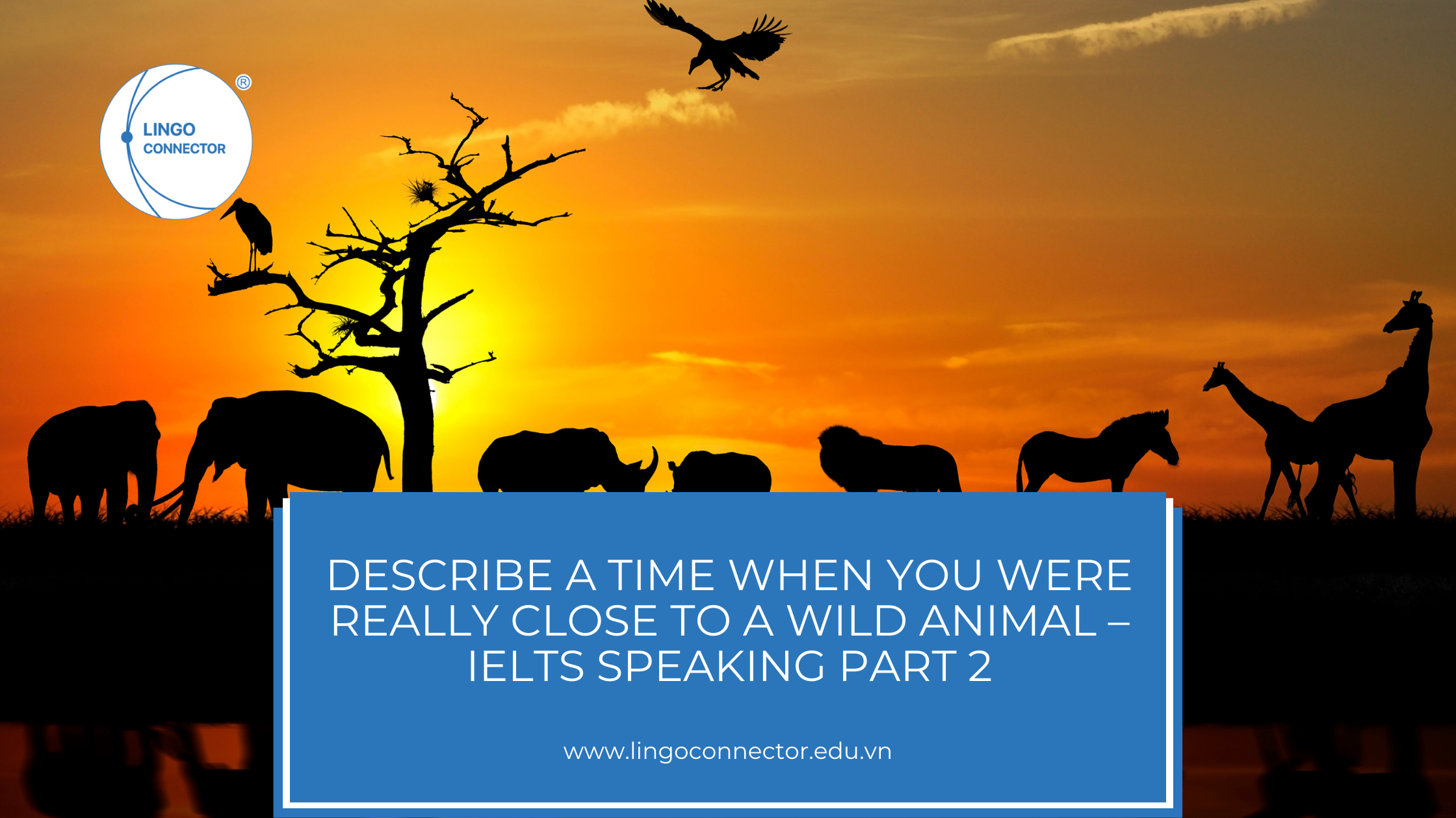 Describe a time when you were really close to a wild animal – IELTS Speaking part 2